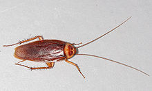 FAQs about American Cockroaches from Steve's Termite and Pest Control in Sarasota, FL