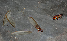 FAQs about Drywood Termites from Steve's Termite and Pest Control in Sarasota, FL