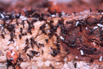 Environmentally Safe Pest Control for Social Insects such as Termites is Termidor for Sarasota, FL