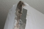 Bed Bug Pest Control with a Safe Non Toxic and Effective Formula Guaranteed in Clearwater, Florida